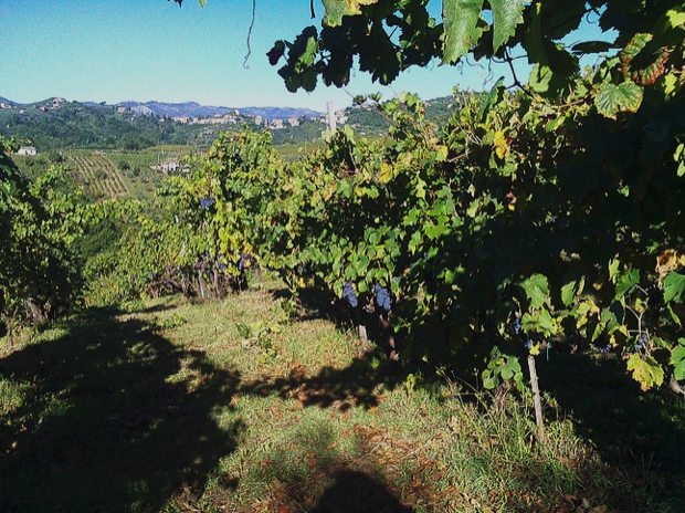 Cesanese Di Olevano Romano, Vino Tipico Laziale Valorizzato Da ...