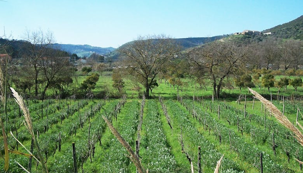 Casebianche, vini artigianali campani dal Parco Nazionale del Cilento