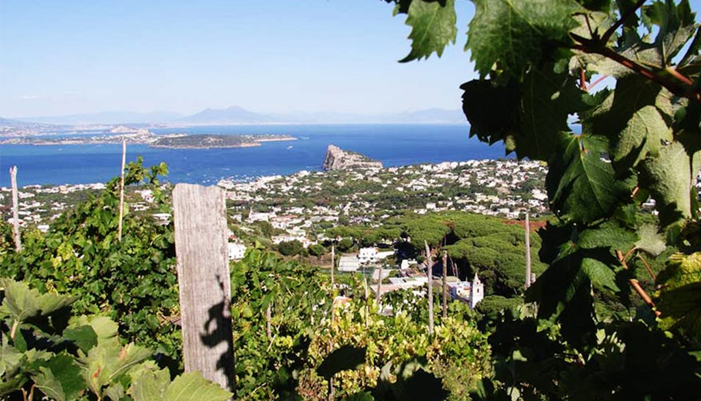 Cenatiempo, vini eroici biologici dalla natura marina e vulcanica dell’isola campana di Ischia