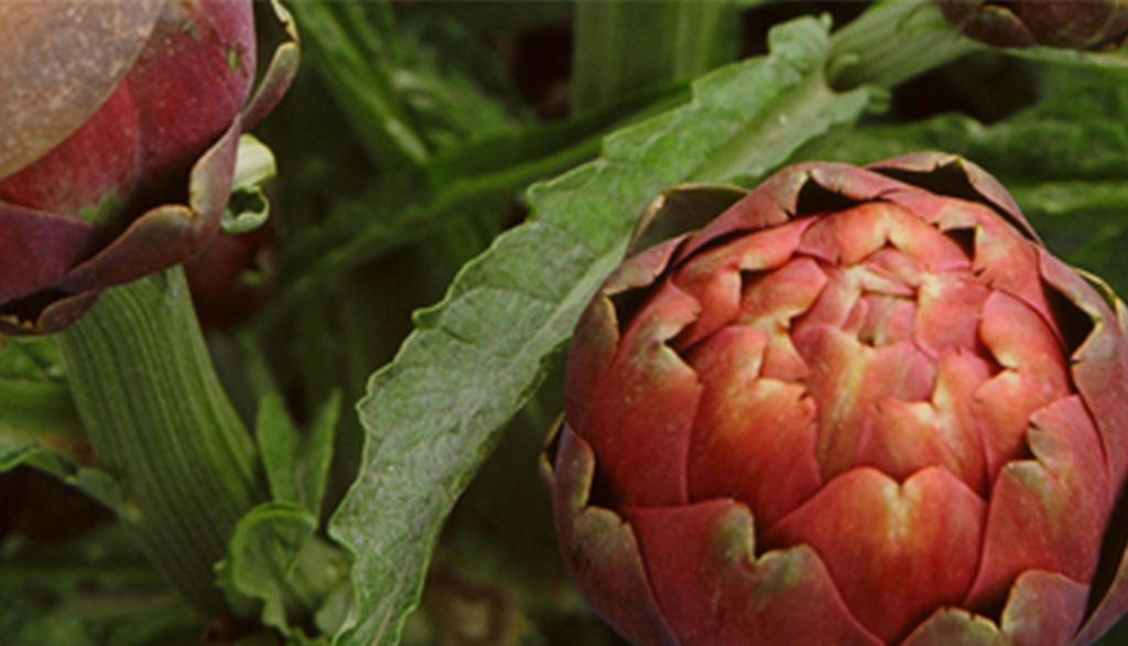 Il Carciofo violetto di Castellammare di Stabia, Presidio Slow Food della Campania