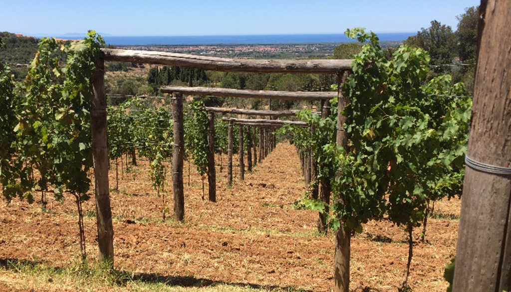 Podere il Castellaccio, vini della tradizione toscana nella zona di Bolgheri