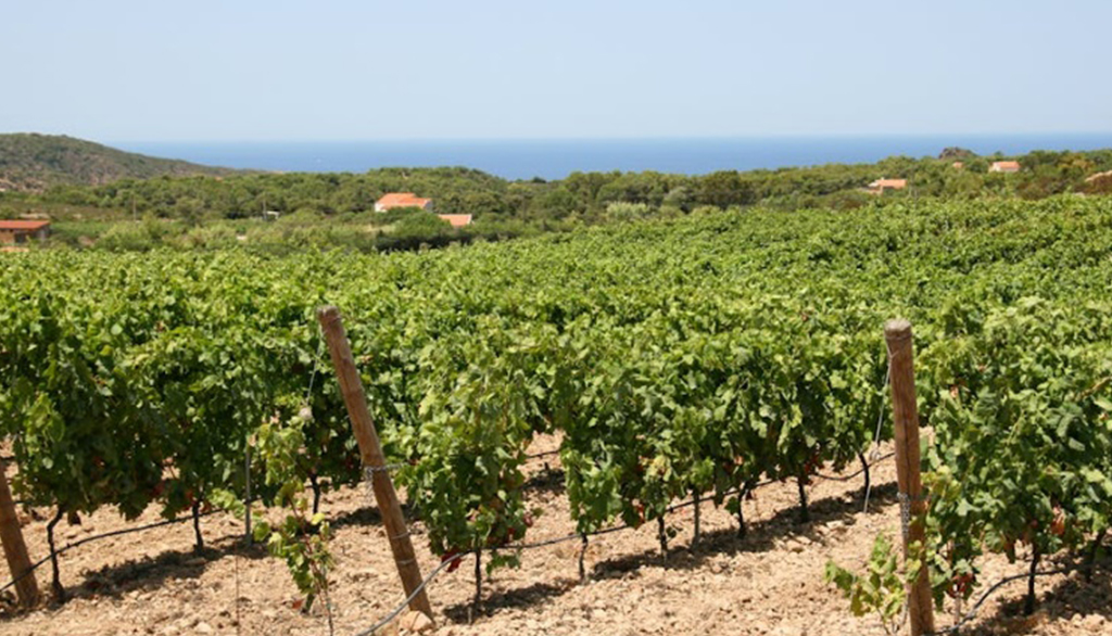 Tabarkino Brut della cantina Tanca Gioia, bollicine di Vermentino memoria frizzante di Carloforte