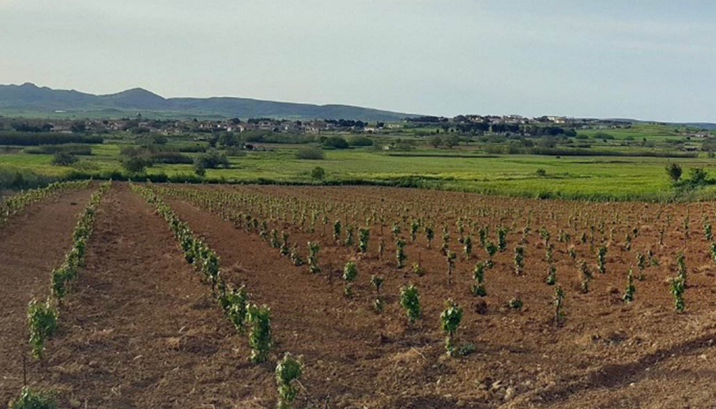 I vini da Moscato di Alessandria di Chatzigeorgiou, dal cuore dell’isola greca di Limnos