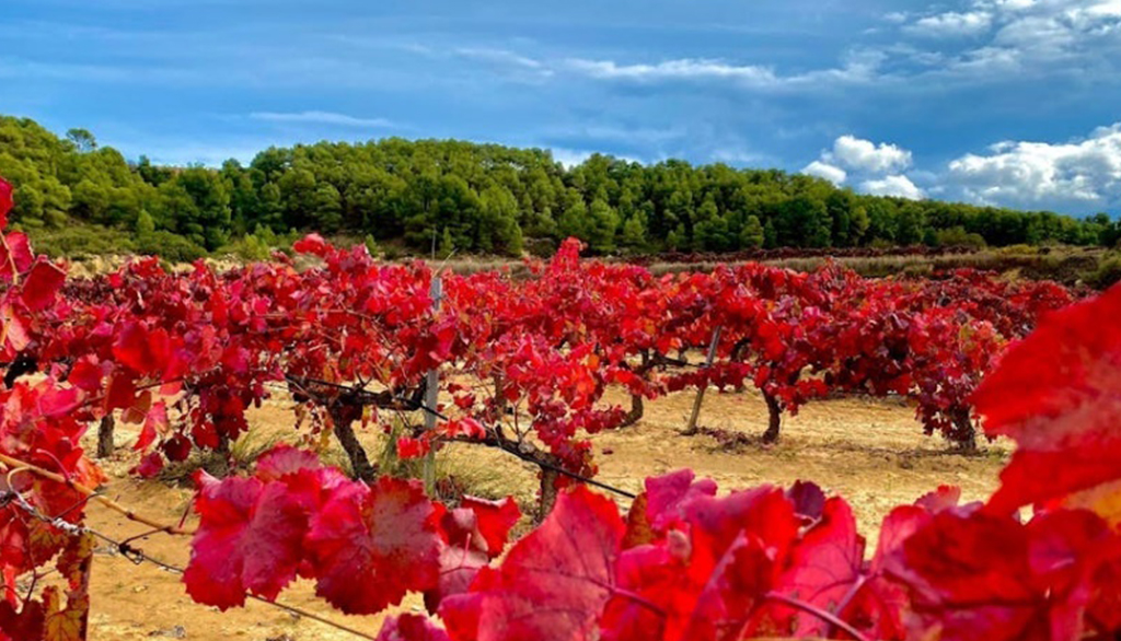 I vini della cantina spagnola Altavins, tempio delle declinazioni di Garnatxa