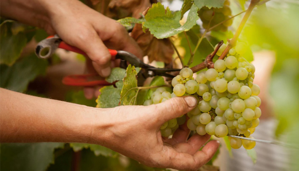 Il Cremant de Bourgogne del Domaine Perraud, bollicine di famiglia da Chardonnay in purezza