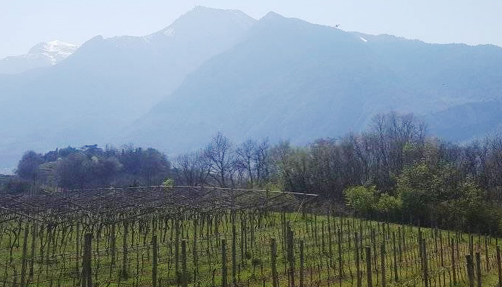 Macerato sui Lieviti di Furlani, vino frizzante naturale da uve trentine di Pinot Grigio