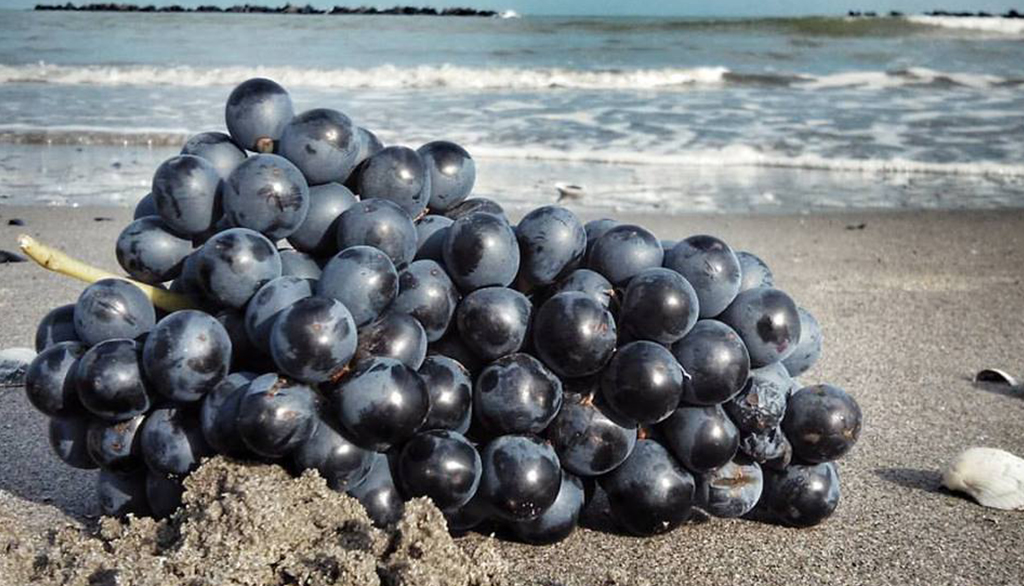 Le bollicine “della sabbia” di Mariotti, da vigneti fronte mare nel ferrarese