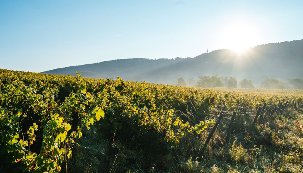 Domaine La Croisee Comtoise, vini tipici francesi da un villaggio dello Jura