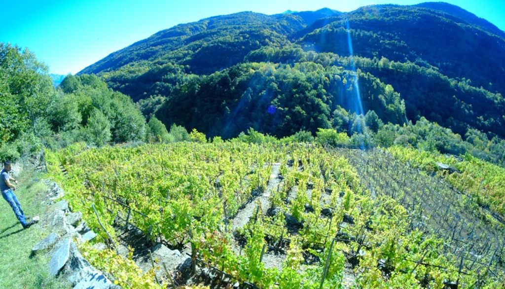 La Chimera, 20 anni di viticoltura eroica in Val di Susa: tutela del territorio e rarità valorizzate