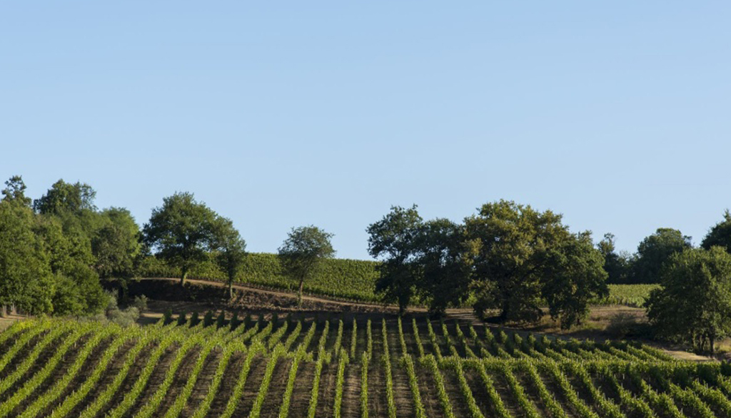 Cafaggiolo, l’orgoglio di fare vini toscani pregiati di nobile lignaggio e antica tradizione