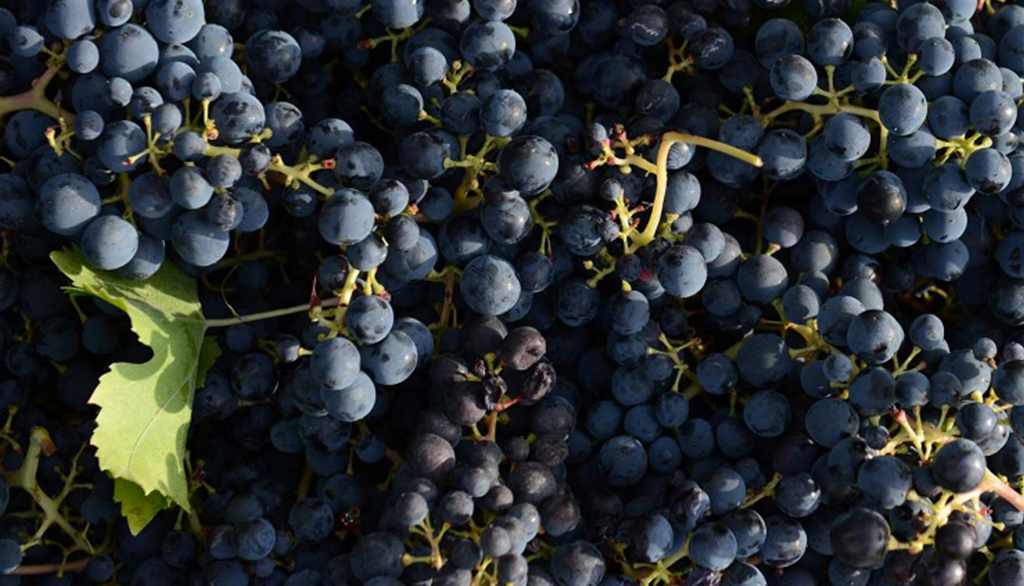 Dalla cantina marchigiana Giusti il Rosso Frizzante sui lieviti Vincé, da Lacrima di Morro d’Alba